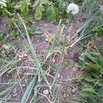 Allium cepa Hábito