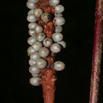 Calyptrogyne trichostachys Fruto
