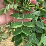 Sulla coronaria Leaf