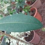 Ficus obliqua Leaf