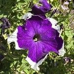 Petunia spp. Flors