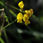 Hippocrepis scorpioides Çiçek
