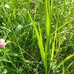 Lathyrus nissolia Leaf