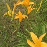 Hemerocallis fulva花