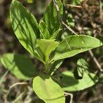 Kalanchoe lanceolata Leaf