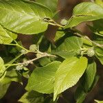 Morus celtidifolia Blatt