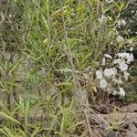 Convolvulus floridusBlatt