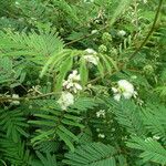 Acacia angustissima Hábito
