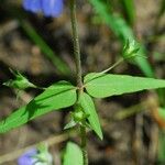 Collinsia verna Лист