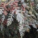 Chamaecyparis lawsoniana Blad