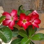 Adenium obesumŽiedas