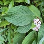 Viburnum farreriYaprak