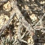 Frankenia corymbosa 樹皮