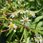 Doellingeria umbellata Flor