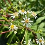 Doellingeria umbellata 花