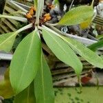Myrmecodia platyrea Leaf