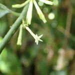 Cestrum megalophyllum