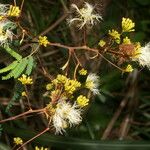 Albizia carbonaria 形态