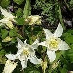 Aquilegia pubescens ফুল