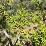 Juniperus monosperma Folha