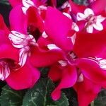 Cyclamen repandum Flor