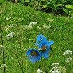 Meconopsis grandis Blüte