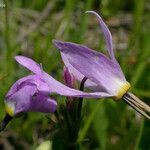 Primula jeffreyi Flower