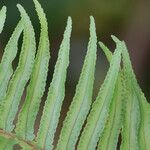 Nephrolepis brownii Blatt