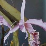 Cattleya maxima