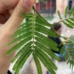 Acaciella angustissima ᱥᱟᱠᱟᱢ