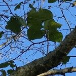 Alnus cordata Leaf