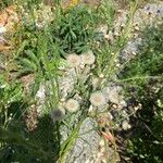 Conyza bonariensis 花