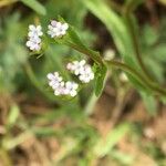 Valerianella eriocarpa Цветок