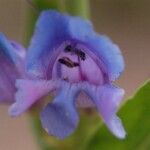 Penstemon glaber Flor