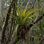 Tillandsia utriculata Лист