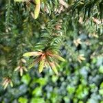 Torreya nucifera 叶