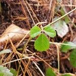 Rubus hispidus Yaprak