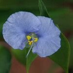 Commelina ensifolia 花