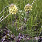 Oxytropis pilosa Flor