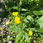 Oenothera parvifloraFlor