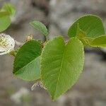 Prunus mahaleb Leaf