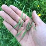 Bromus sterilisLeaf