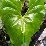 Anthurium nymphaeifolium Blad