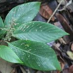 Arachnothryx buddleioides Φύλλο