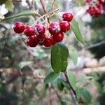 Cotoneaster pannosus Φρούτο