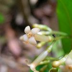 Eumachia lyciiflora