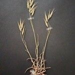 Bromus lanceolatus 形態