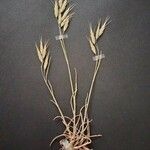 Bromus lanceolatus 形态