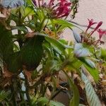 Pentas lanceolata 花