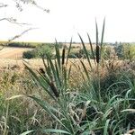 Typha latifolia Фрукт